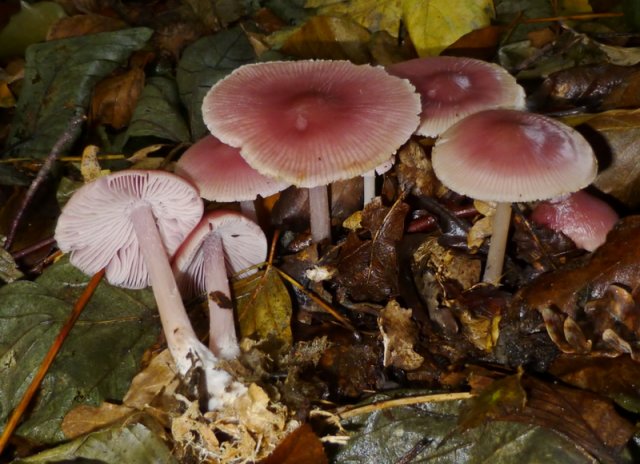 Mycena rosea, Rosa Rettichhelmling